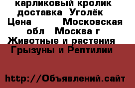 карликовый кролик. доставка. Уголёк. › Цена ­ 500 - Московская обл., Москва г. Животные и растения » Грызуны и Рептилии   